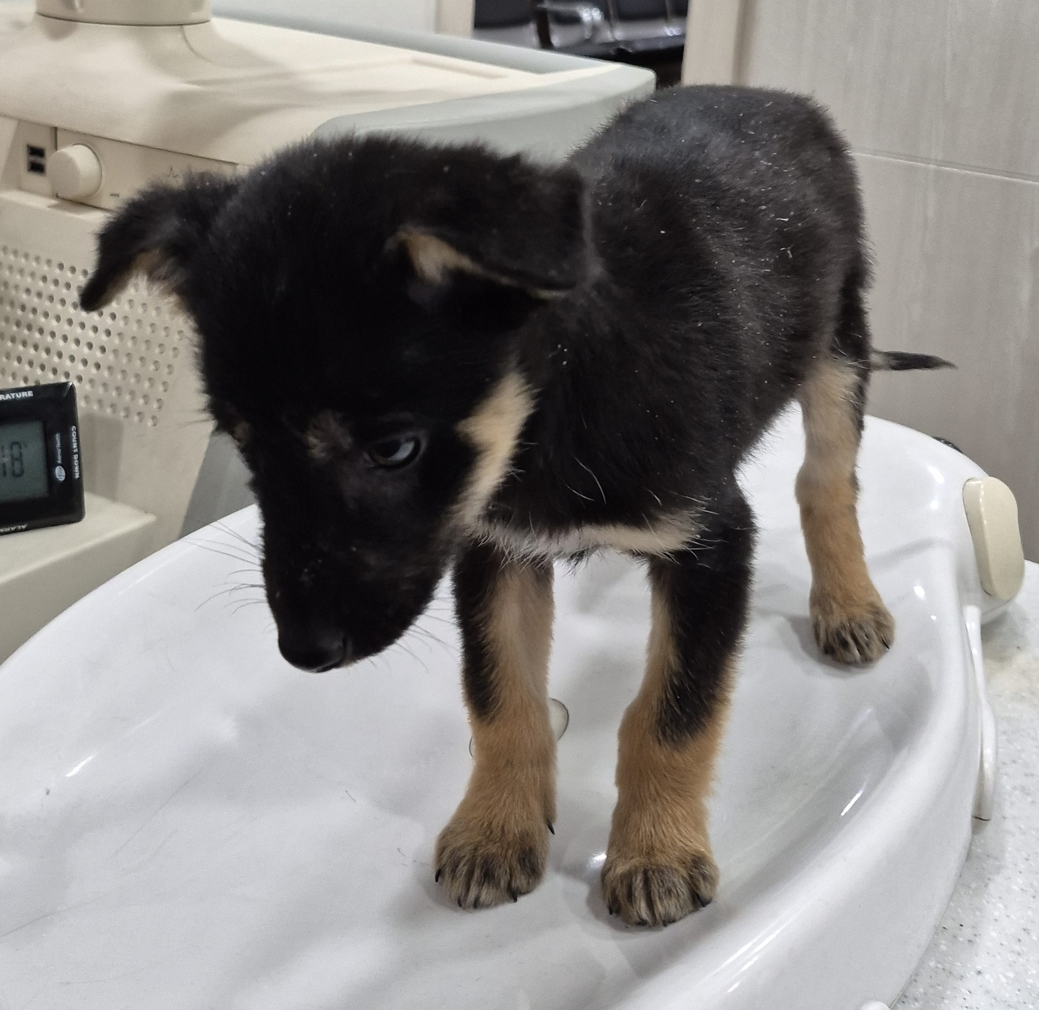 보호중 믹스견의 가…